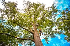 Best Tree and Shrub Care  in Oak Ridge, TN