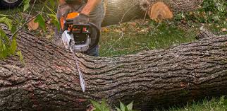 Best Soil Testing and Treatment  in Oak Ridge, TN