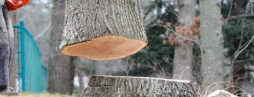 Best Tree Trimming and Pruning  in Oak Ridge, TN