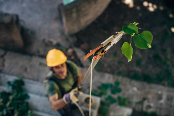 Best Tree Disease Treatment  in Oak Ridge, TN