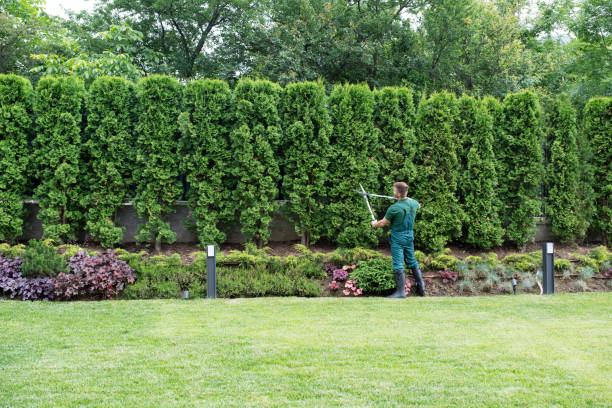 Best Tree Removal  in Oak Ridge, TN