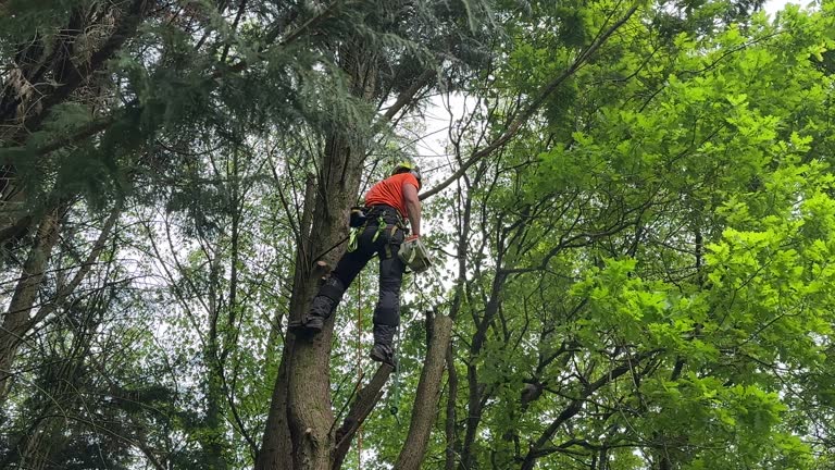 Best Tree Preservation Services  in Oak Ridge, TN