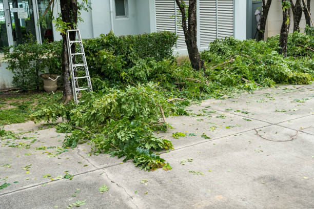 Best Fruit Tree Pruning  in Oak Ridge, TN